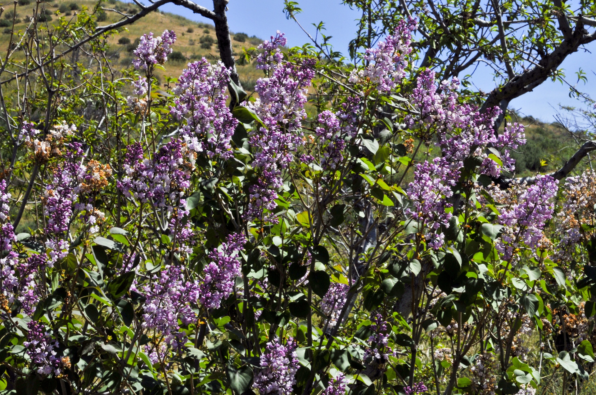 lilac lilacs purple free photo