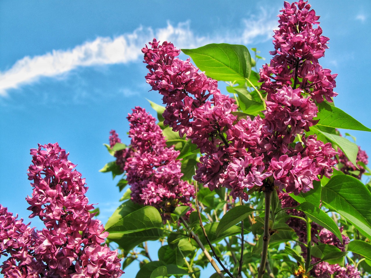 lilacs flowers spring free photo