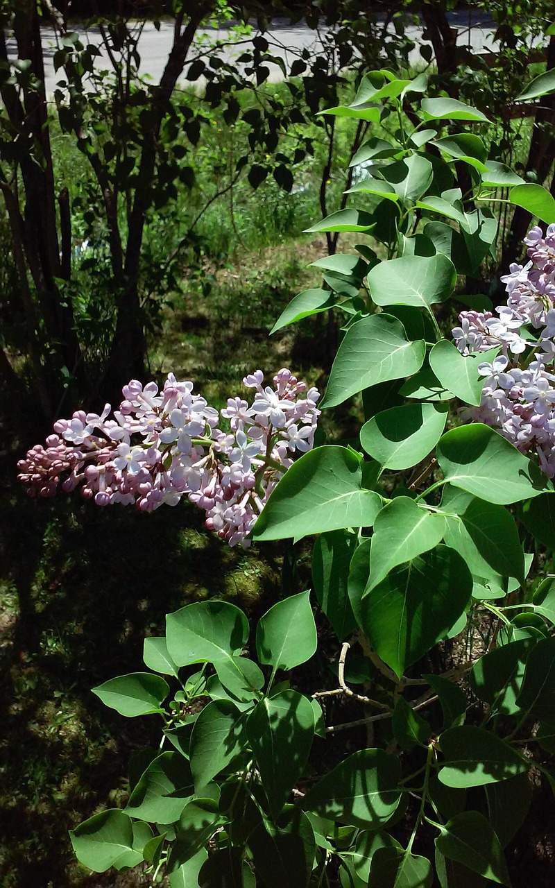 lilacs flowers pink free photo