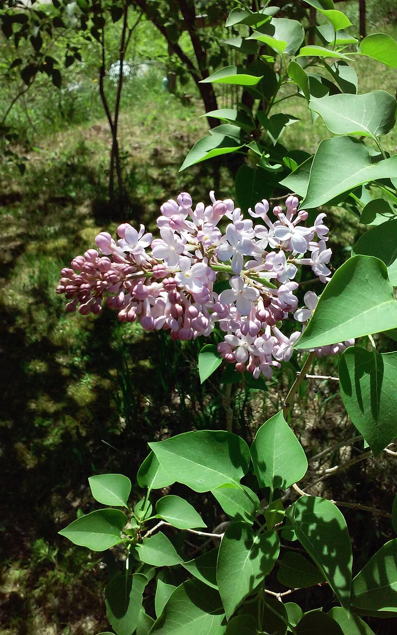 lilacs flowers pink free photo