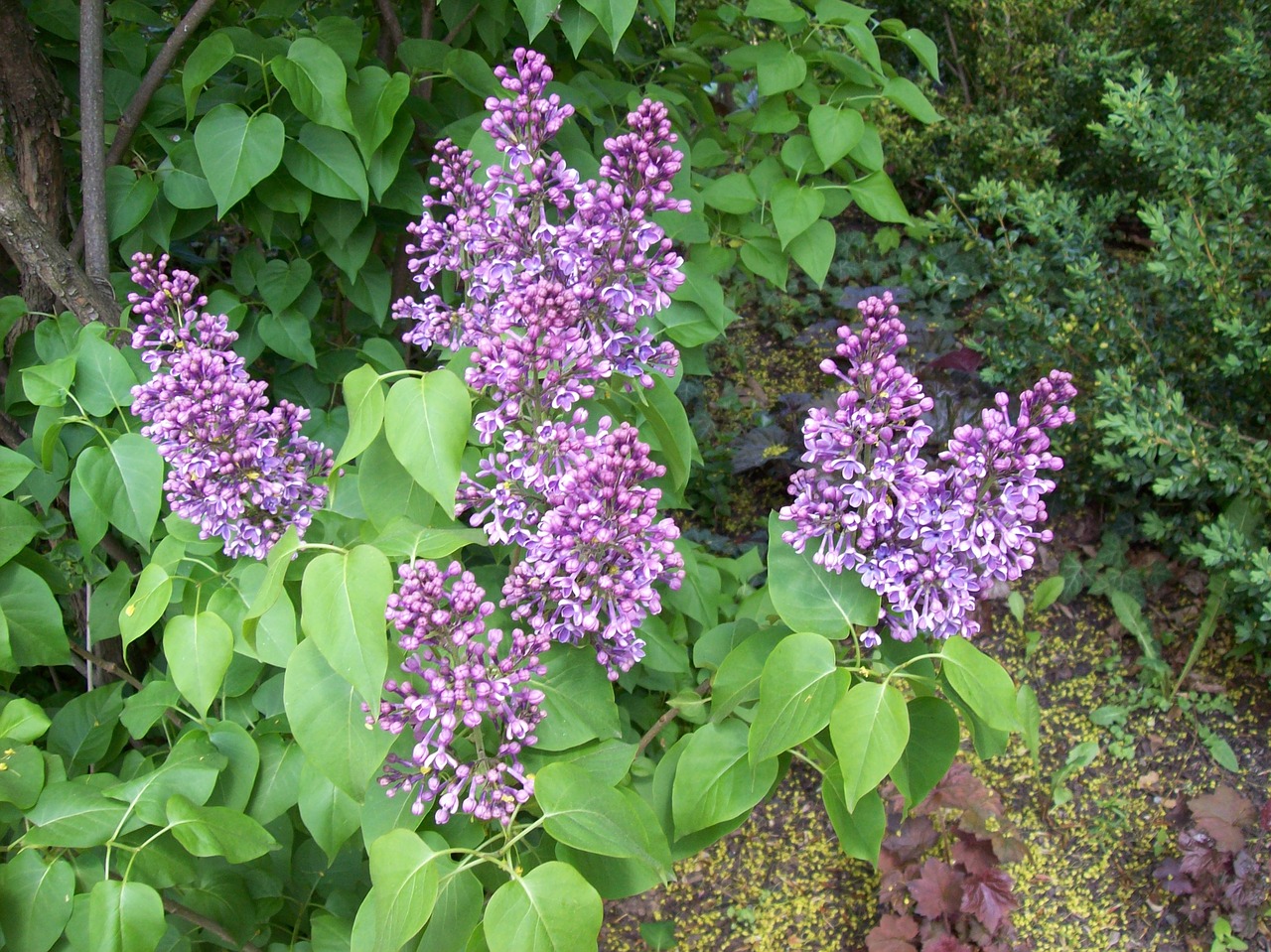 lilacs flowers free pictures free photo