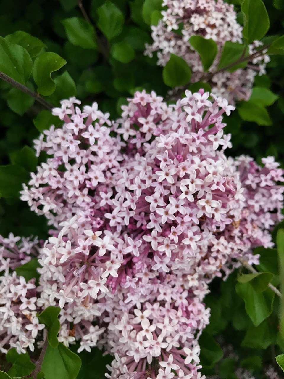 lilacs  spring  flowers free photo