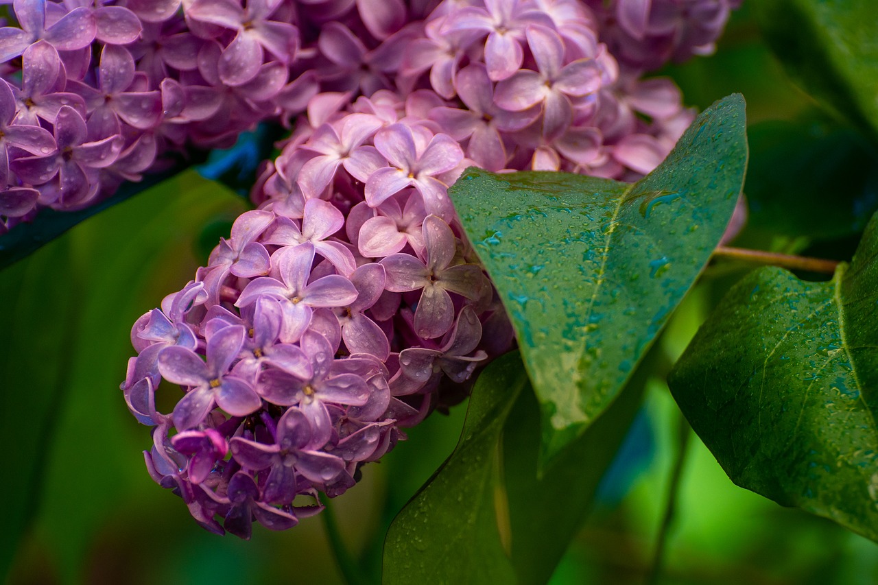 lilacs  flowers  spring free photo