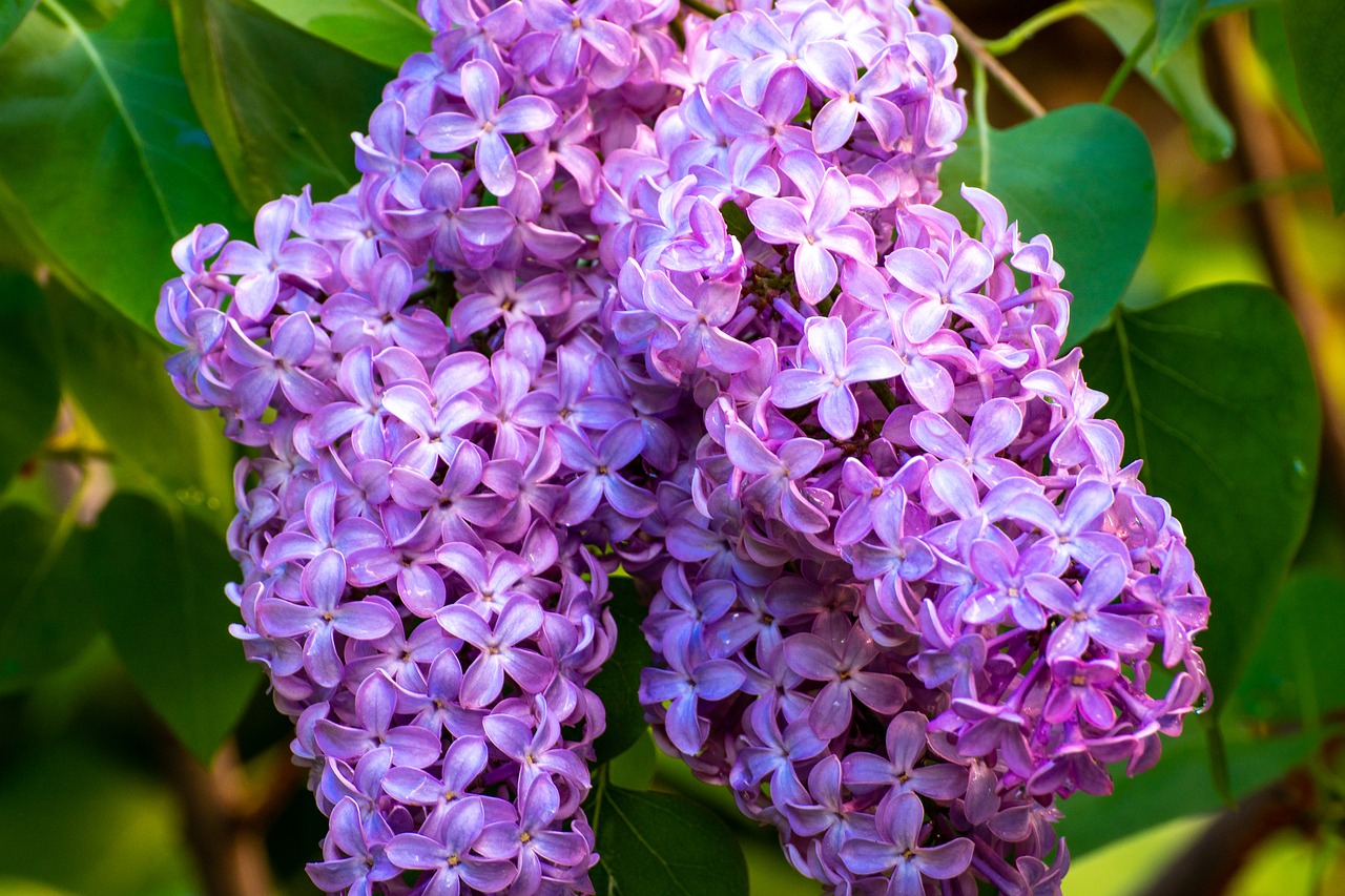 lilacs  flowers  flower free photo