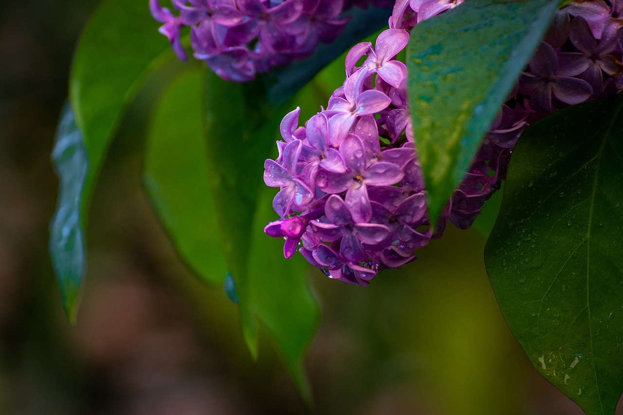 lilacs  drops  lilac free photo