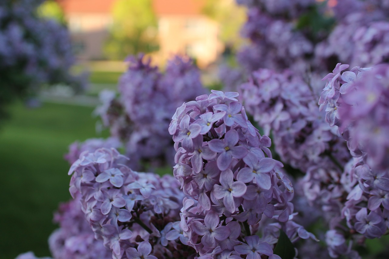 lilacs spring purple free photo