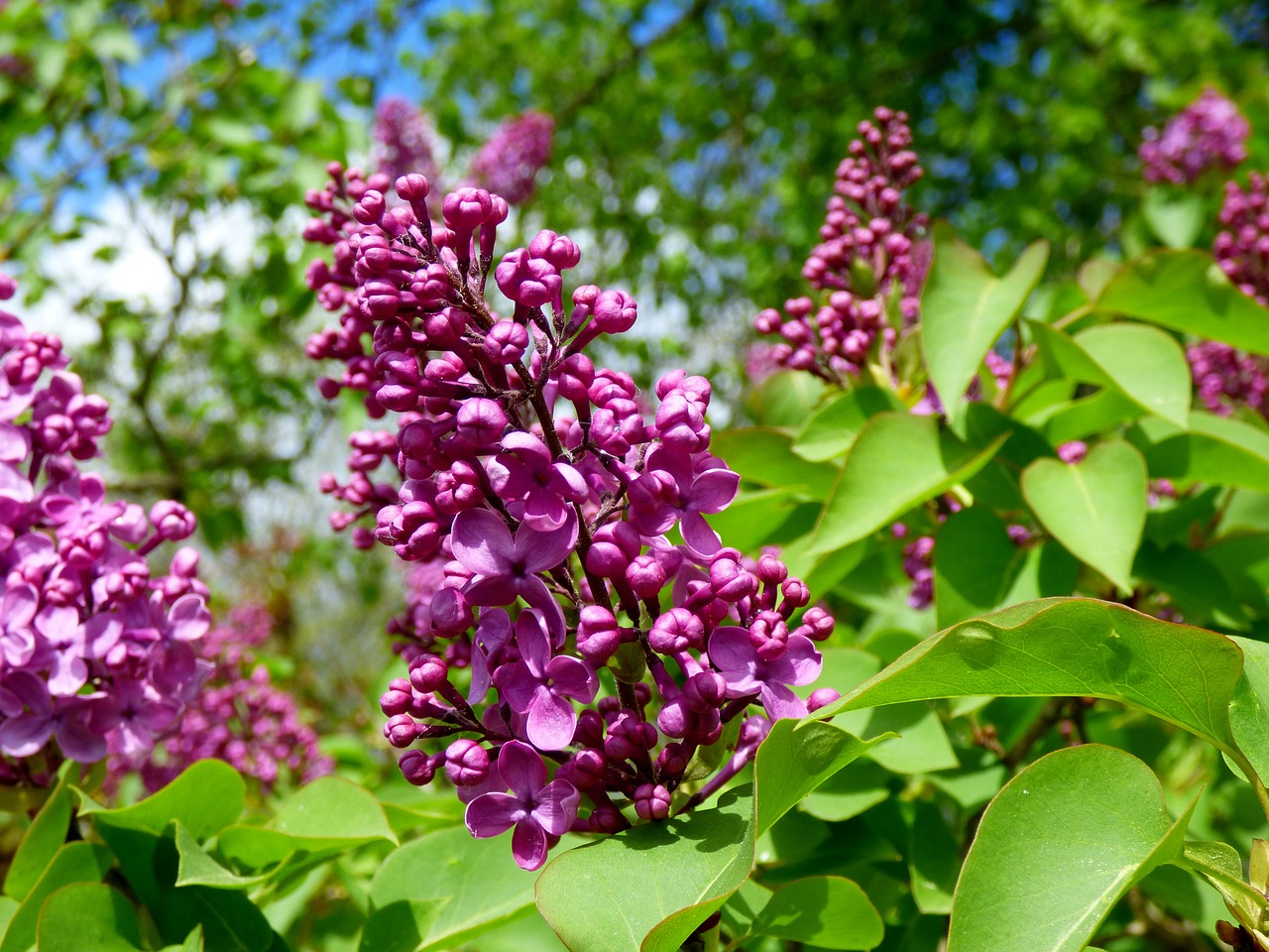 lilacs flower garden free photo