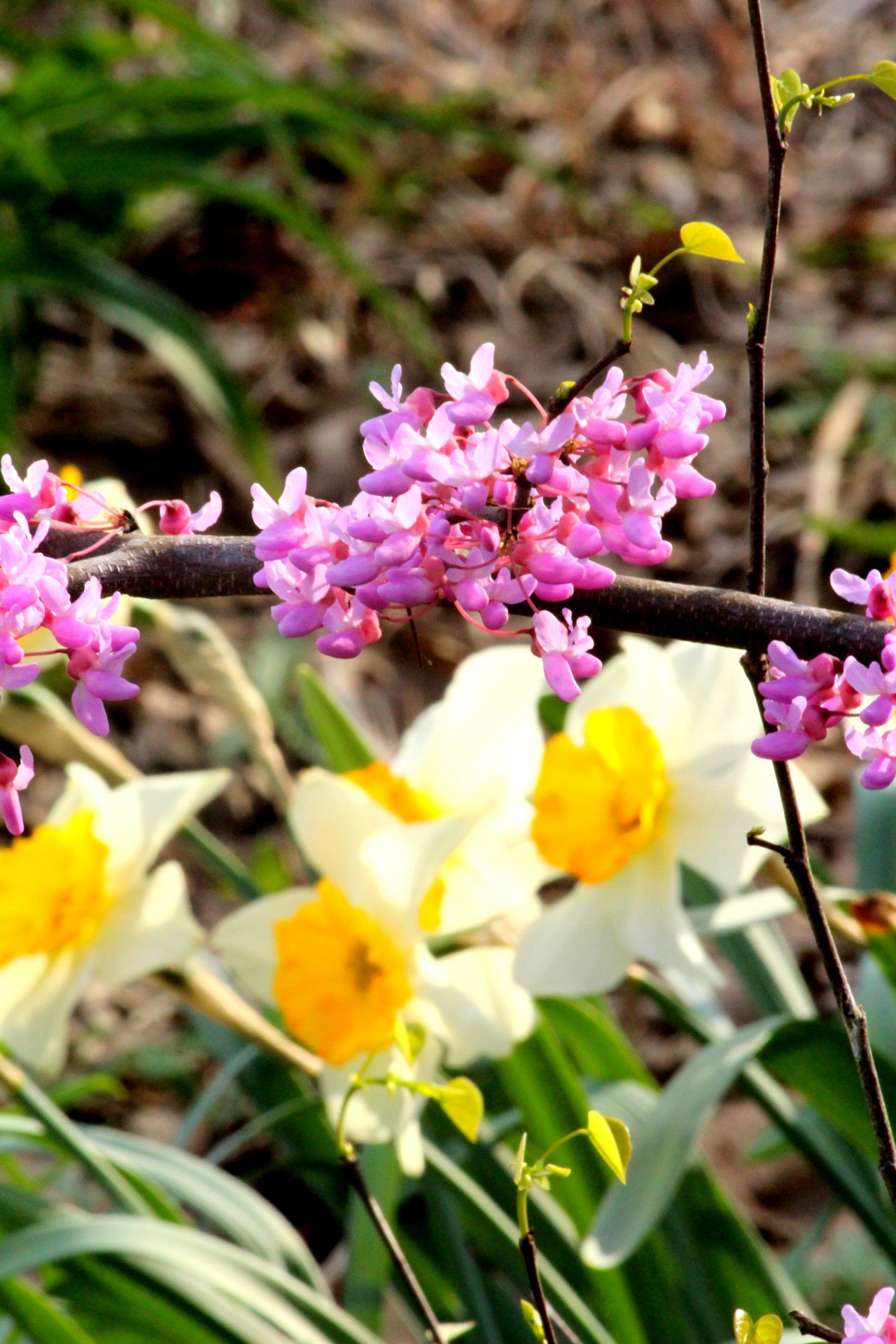 flowers flower spring free photo