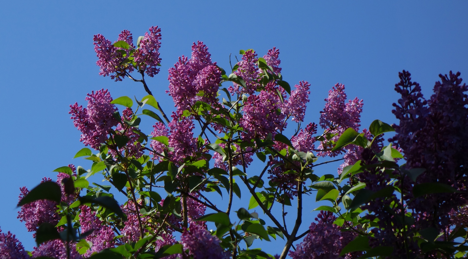 lilac flower bush free photo