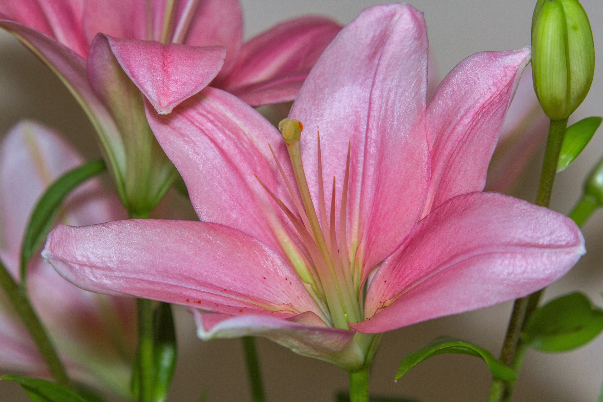 flower lily pink free photo