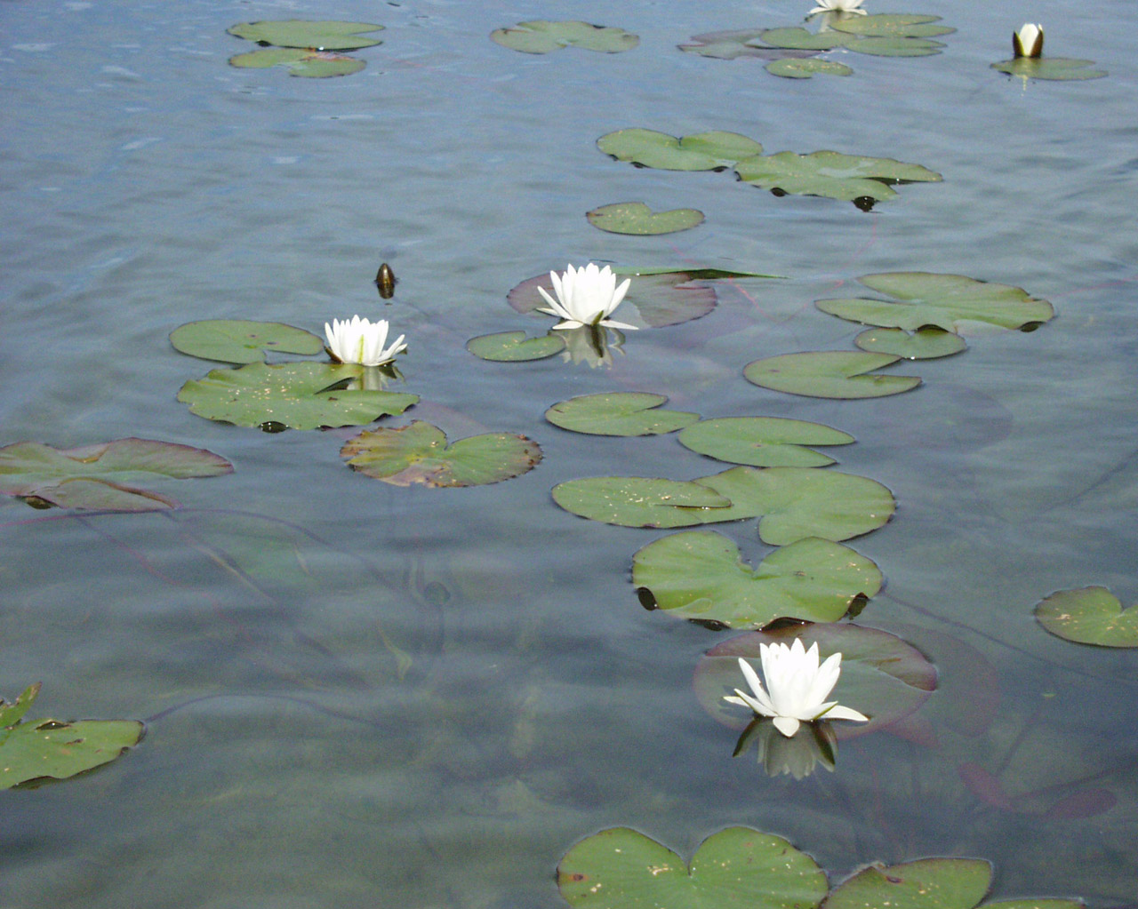 lilies water lake free photo