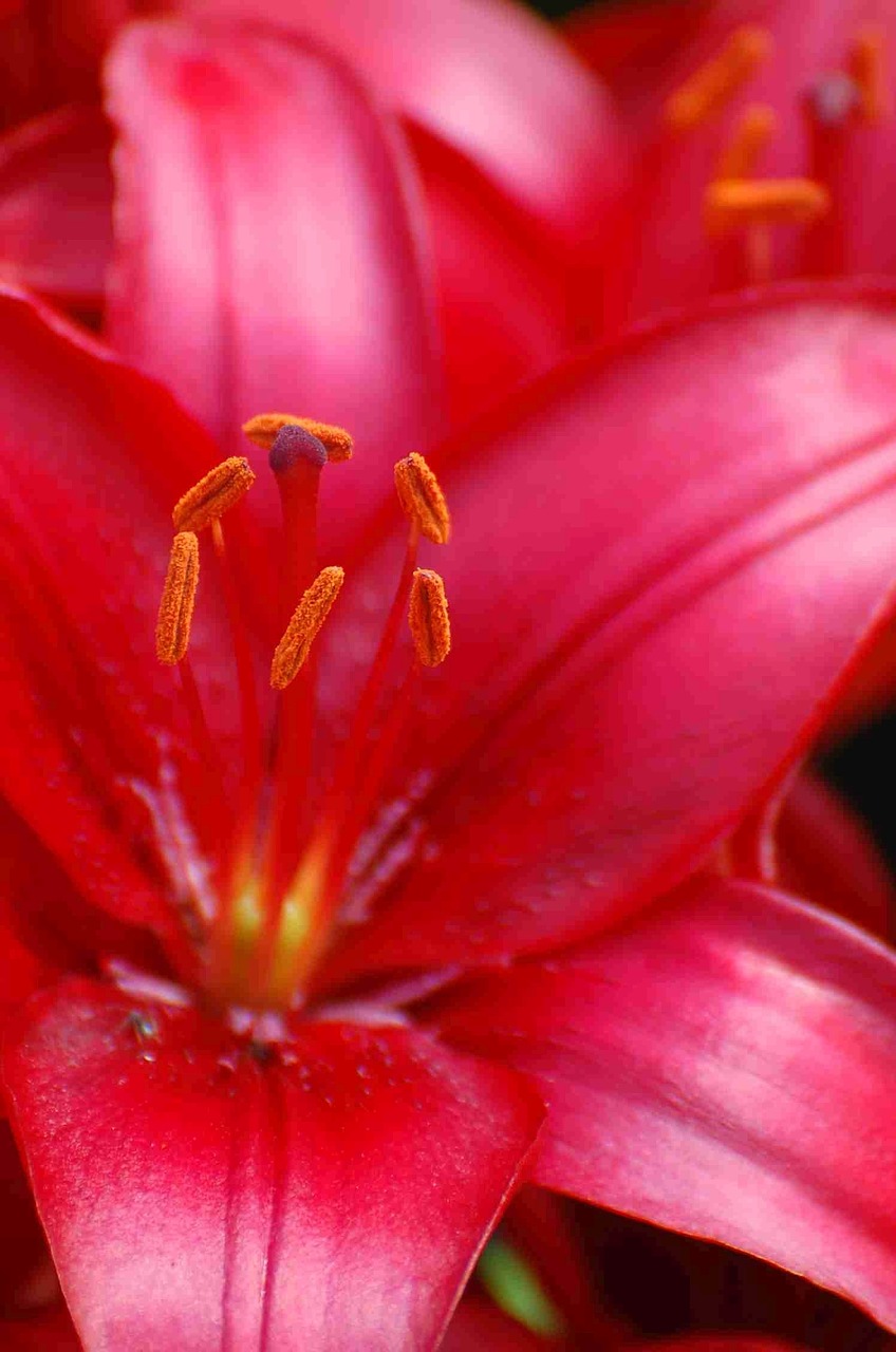 lilies blossom bloom free photo