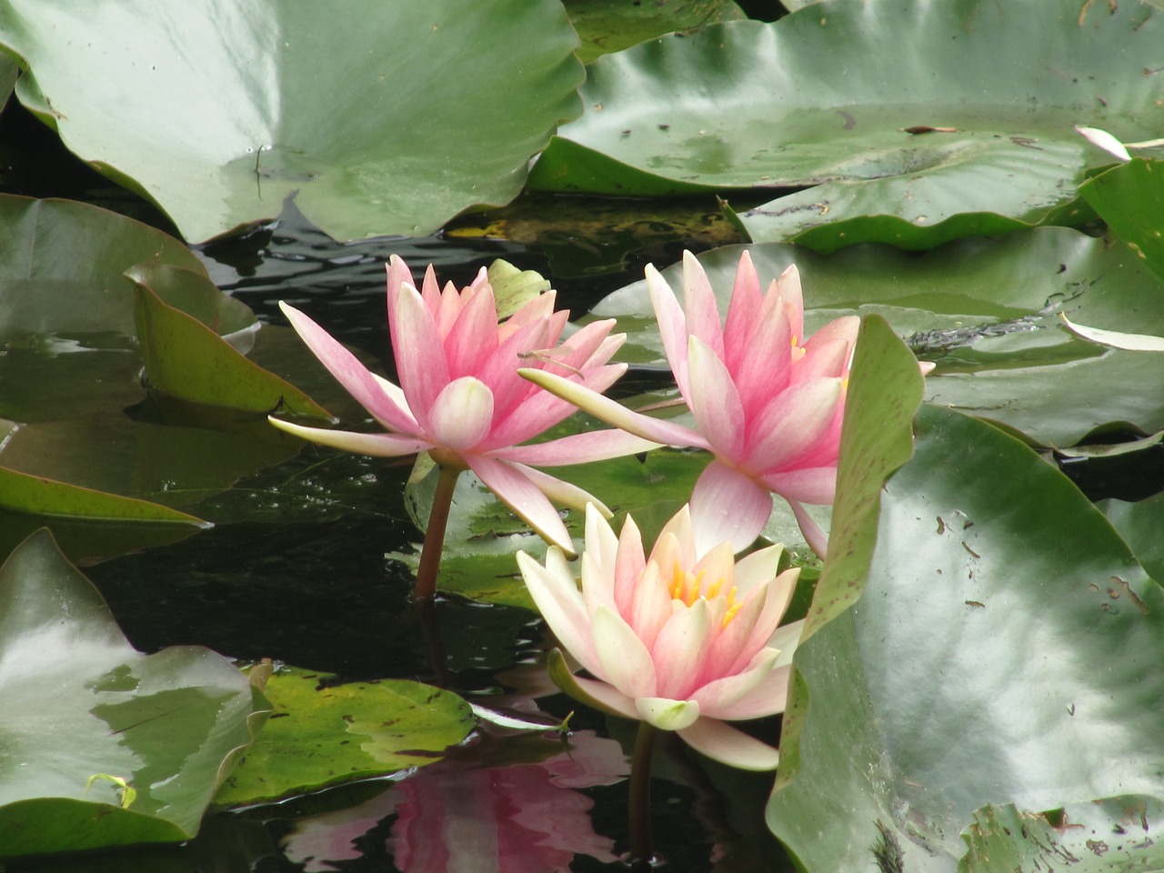 lilies flowers giverny free photo