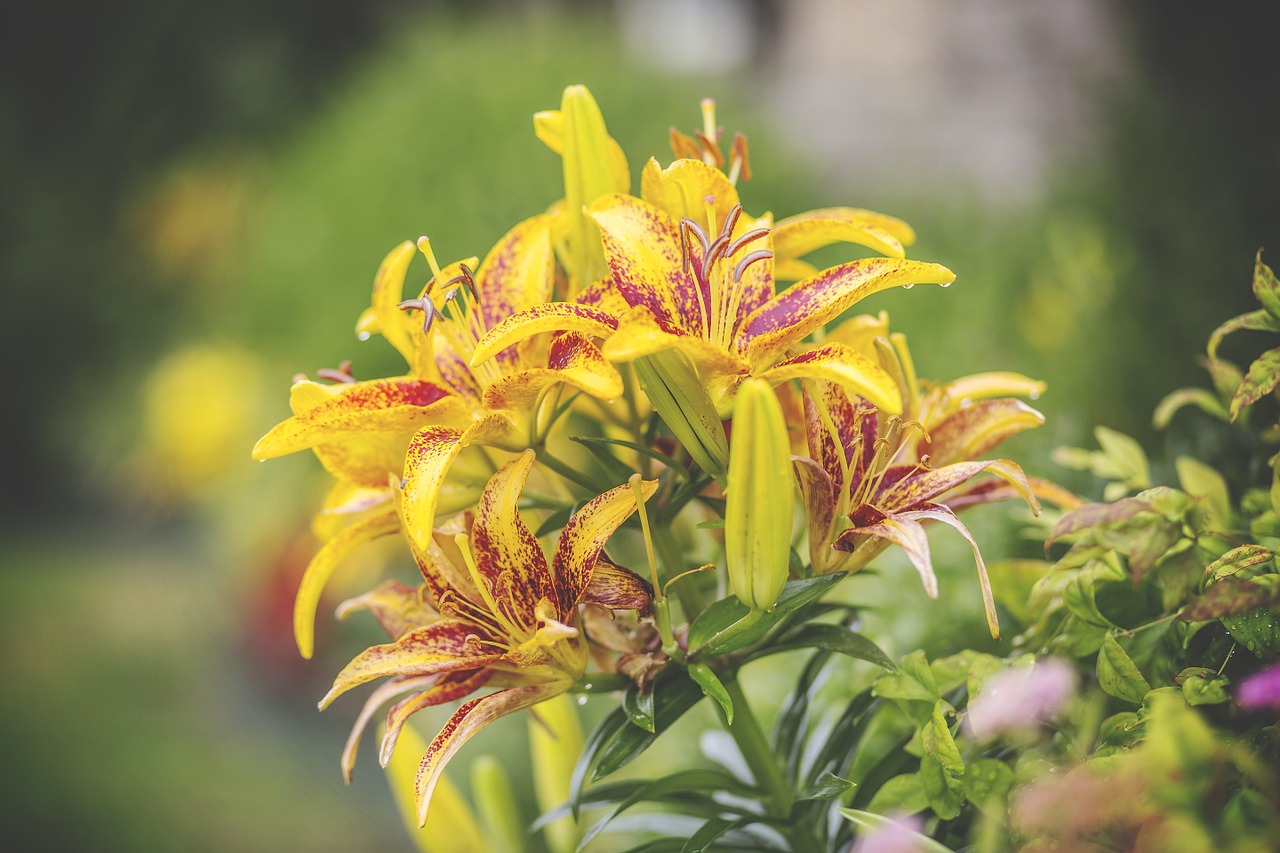 lilies yellow maroon free photo