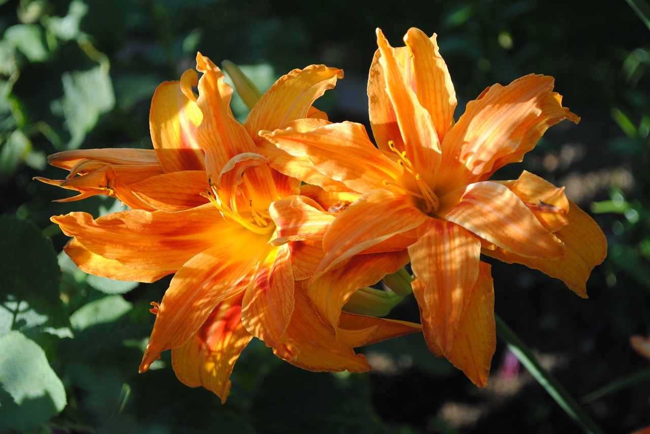 lilies spring flowers free photo