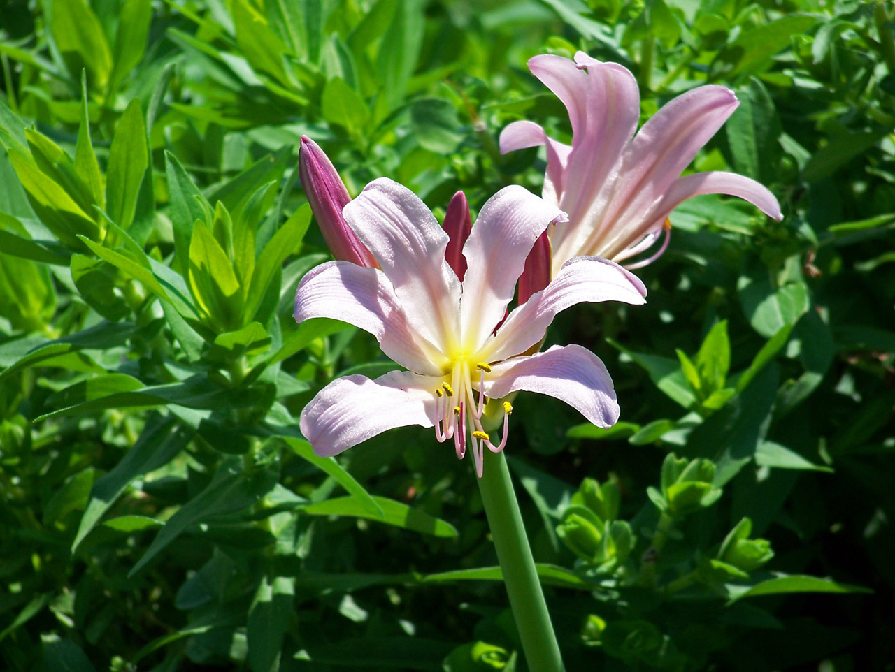 lily lilies pink free photo