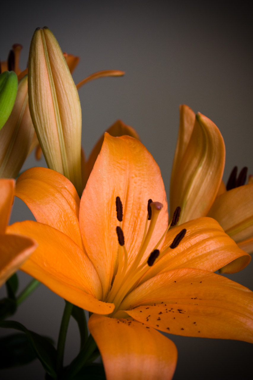 lilies lily name free photo