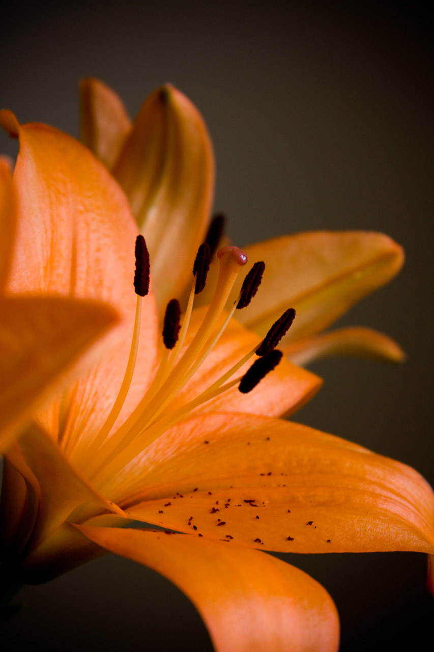 lilies lily name free photo