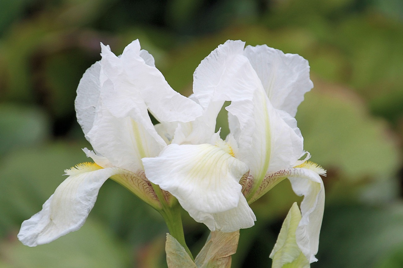 lilies white flowers free photo