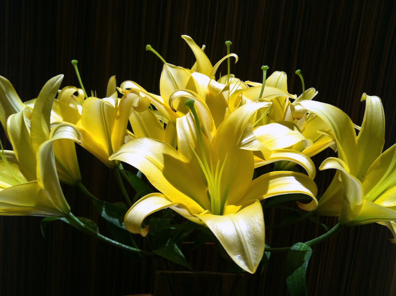 lilies white dark free photo