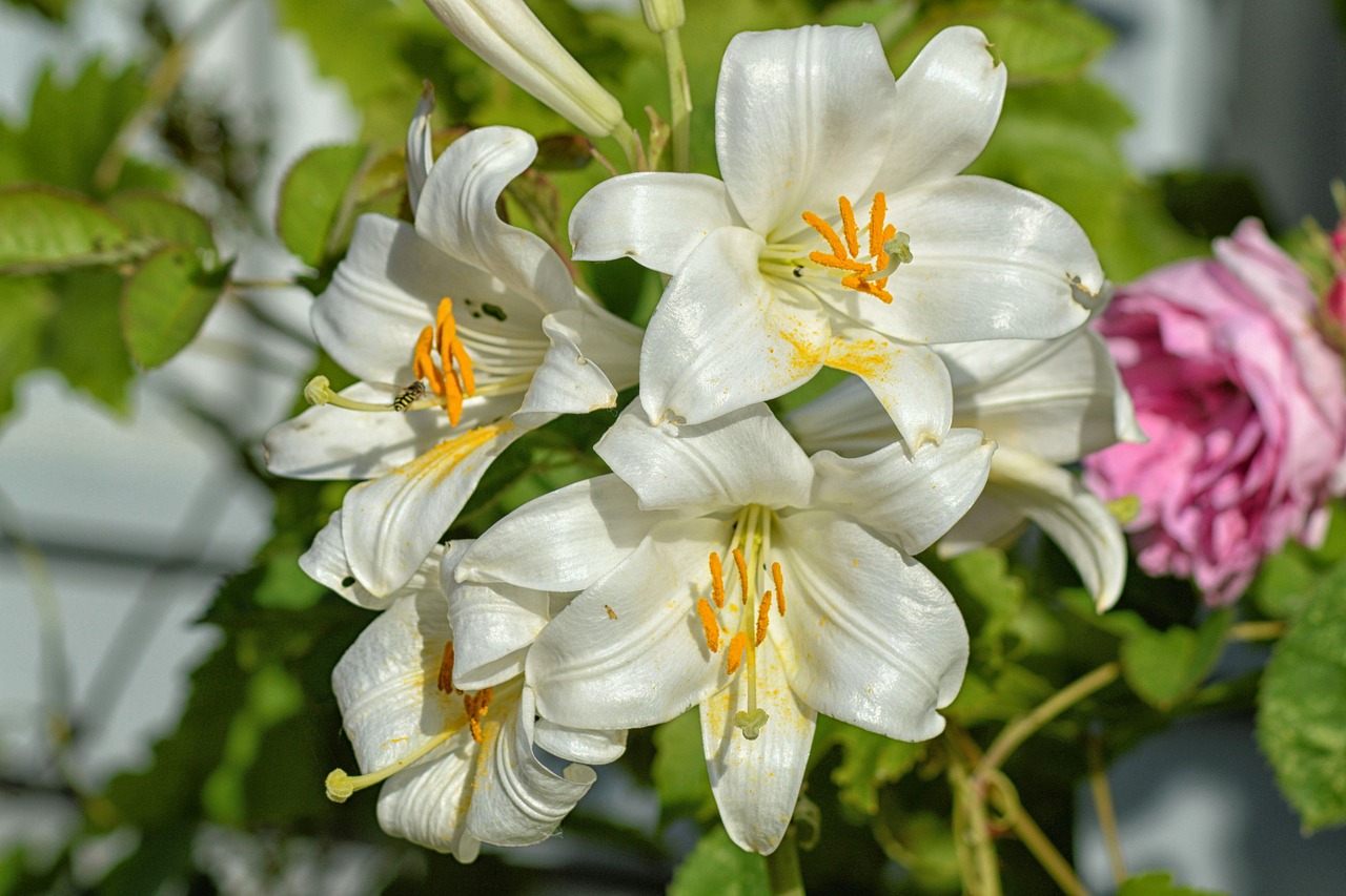 lilies white lilies flowers free photo