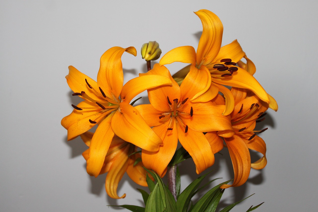 lilies flower nature free photo