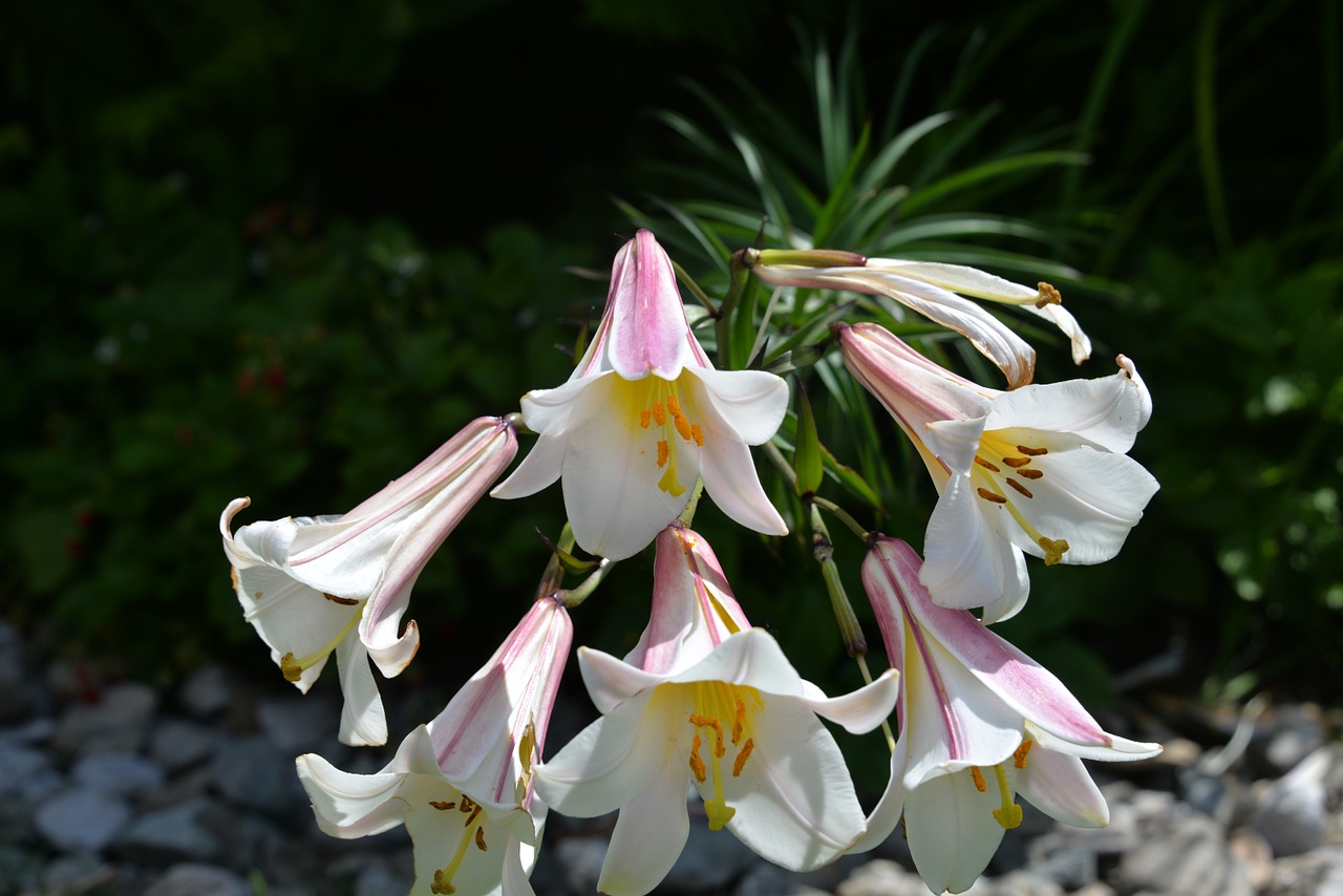 lilies garden white pink free photo