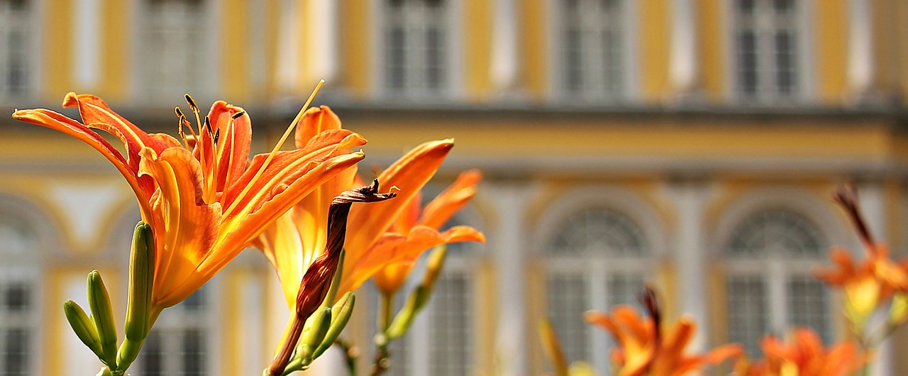 lilies flowers lily family free photo