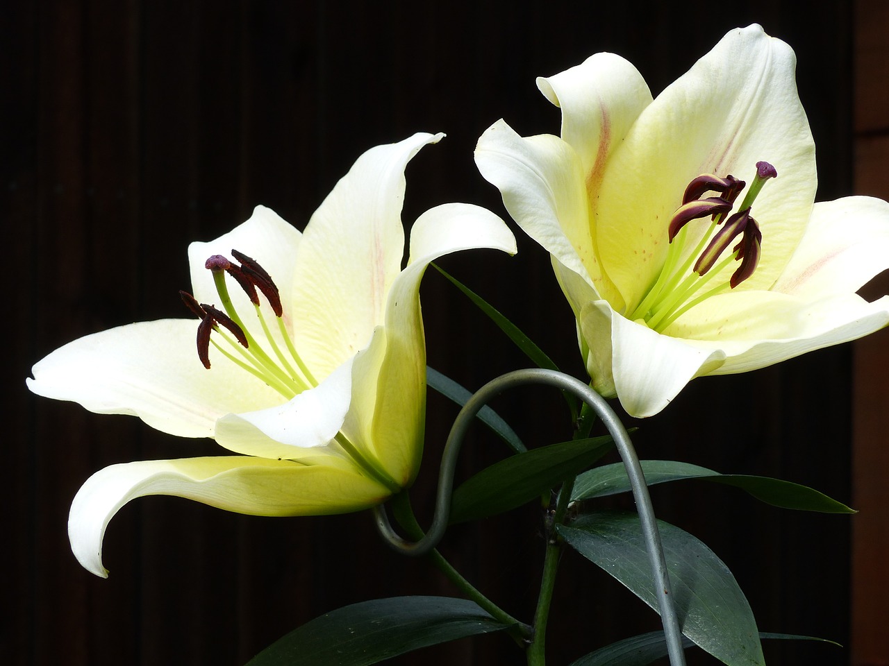 lilies white garden free photo