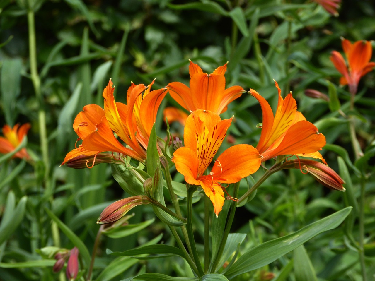 lilies orange close free photo