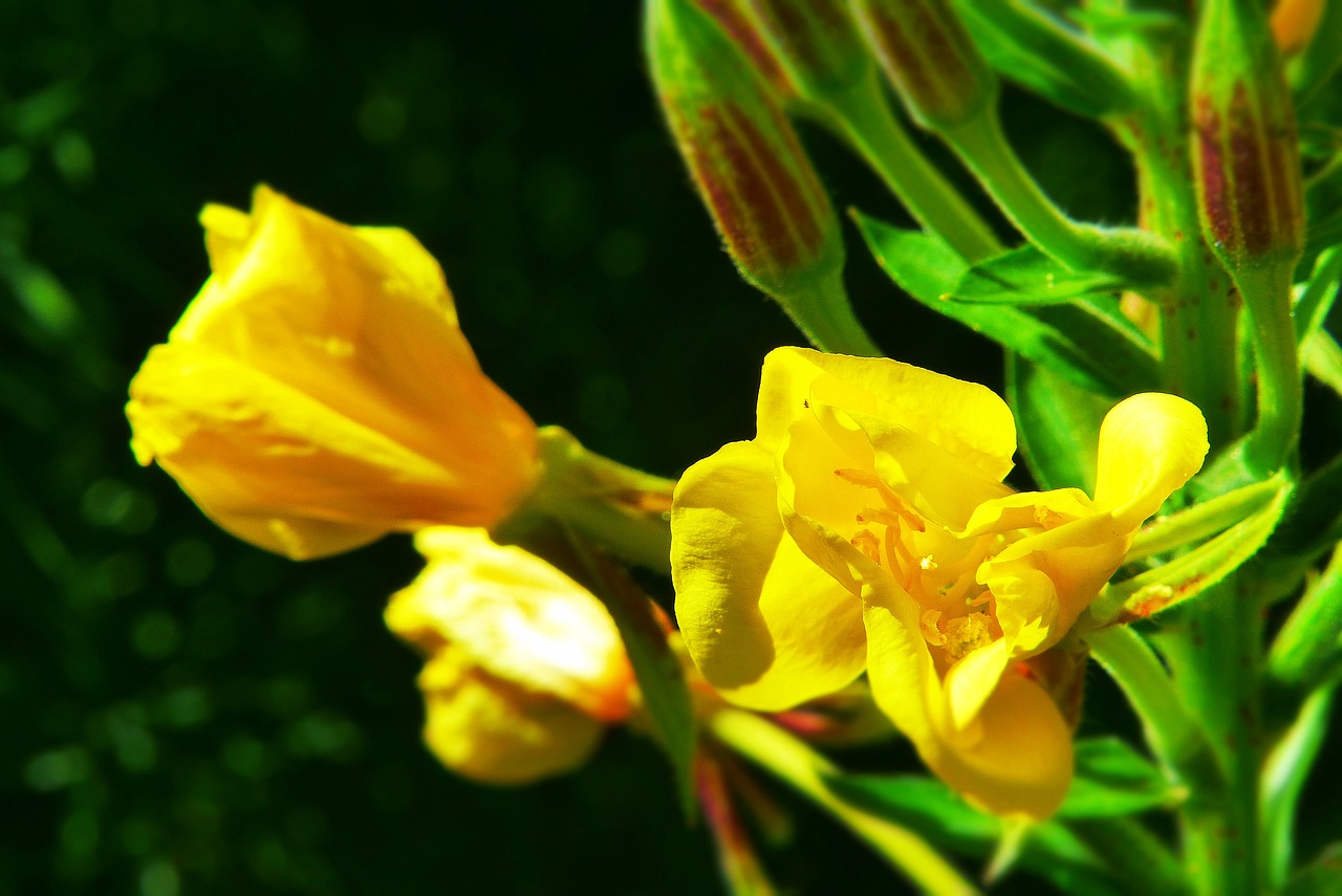 lilies unknown who knows her free photo