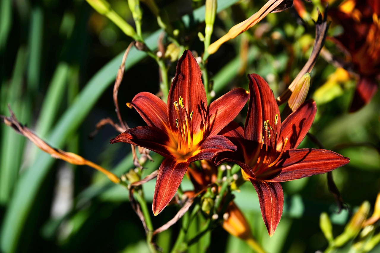 lilies red dark free photo