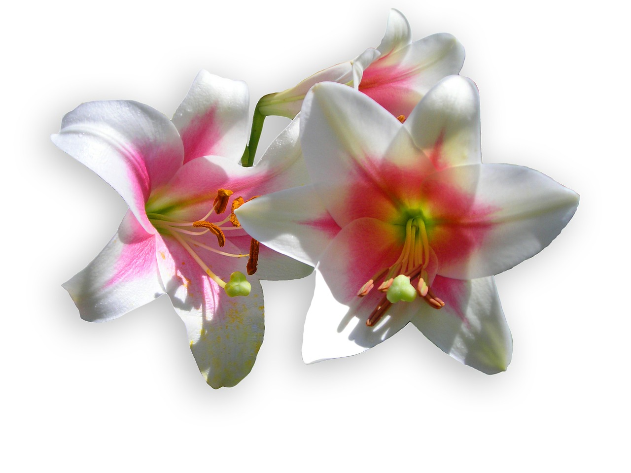 lilies white blossom free photo
