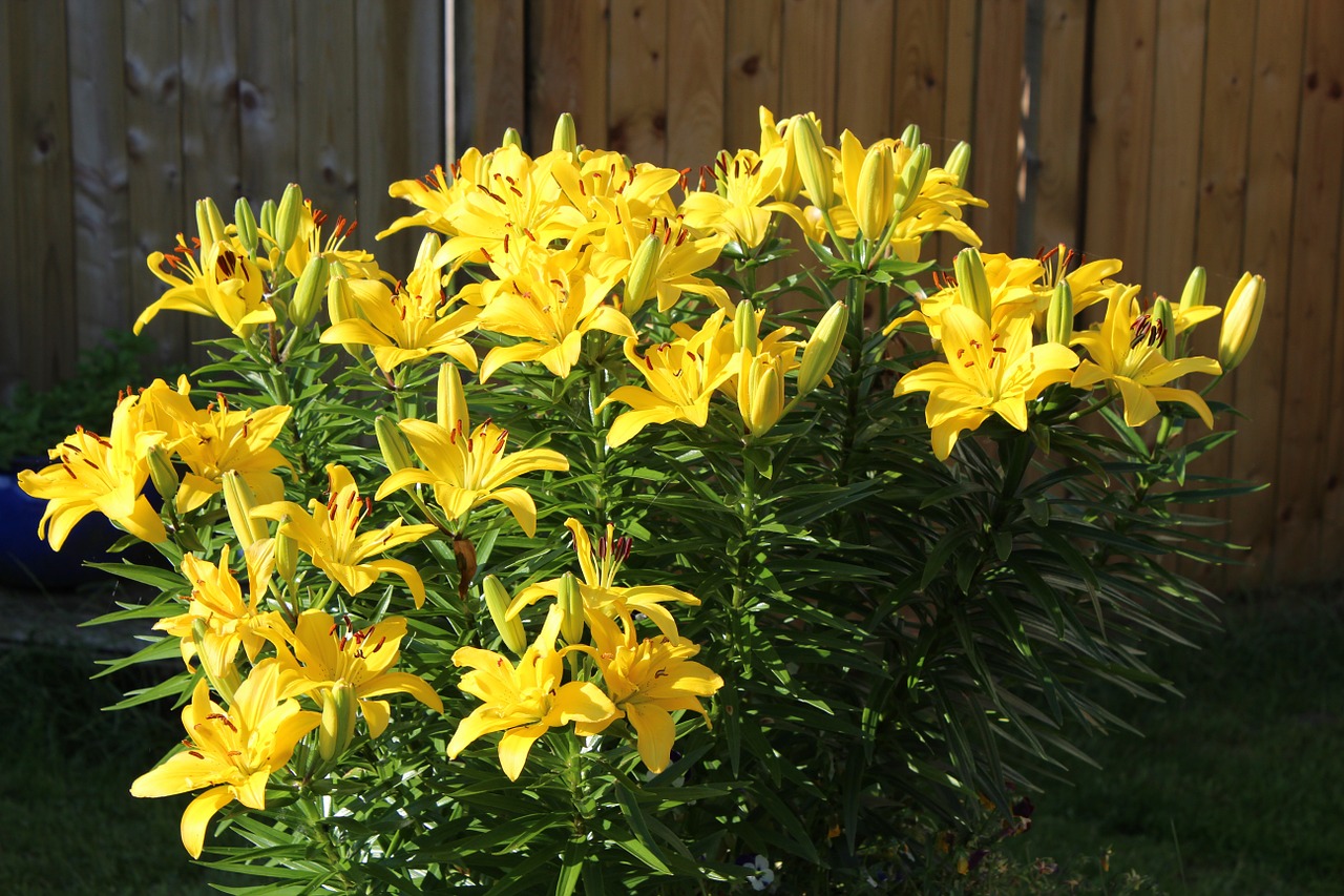 lilies flower plant free photo