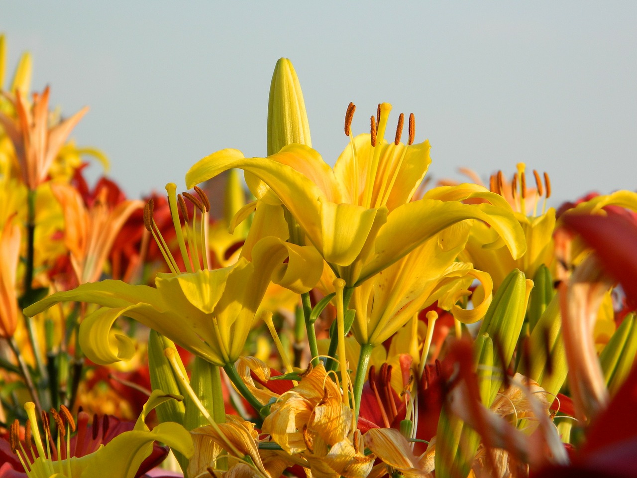 lilies flowers field of flowers free photo