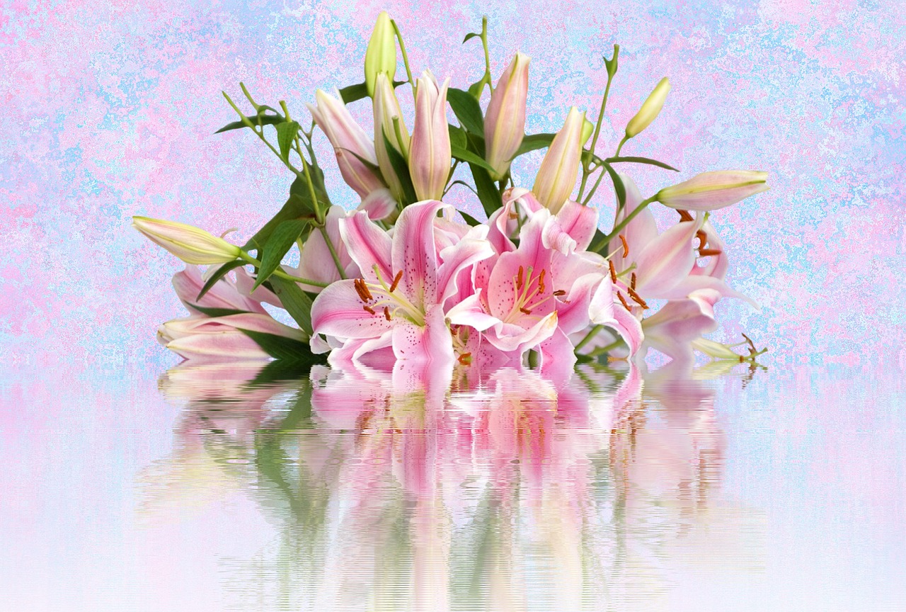 lilies pink lilies lily family free photo