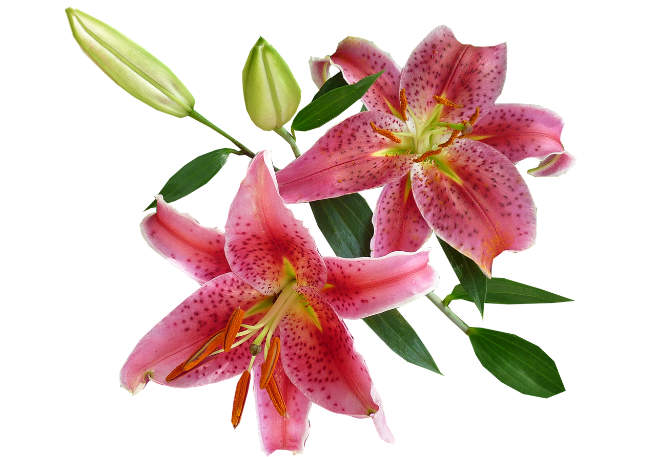 lilies pink spring free photo
