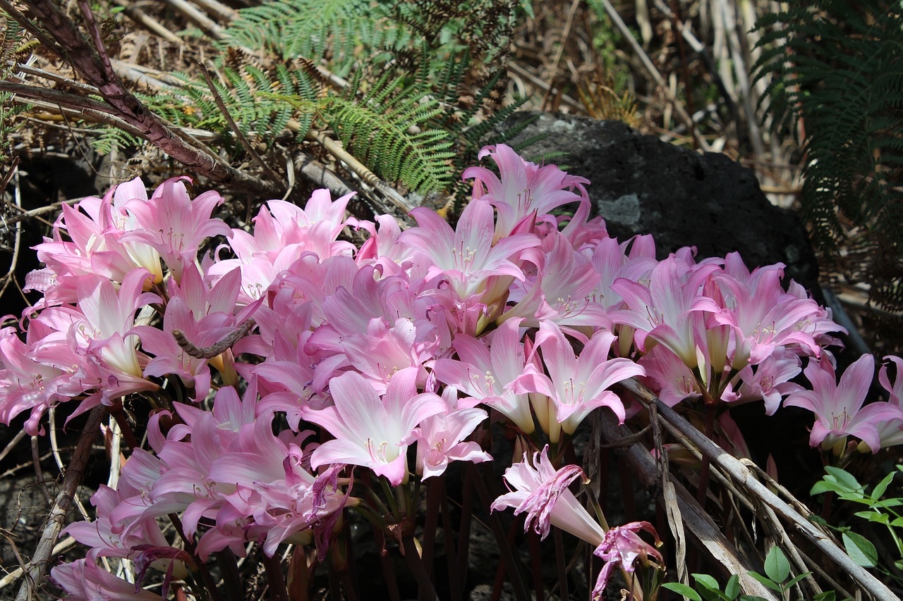 lilies woodland pink free photo