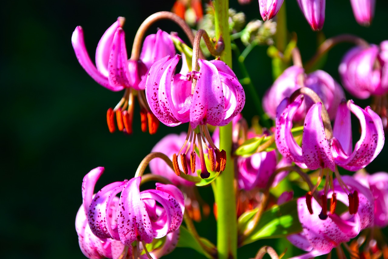 lilies norway nature free photo