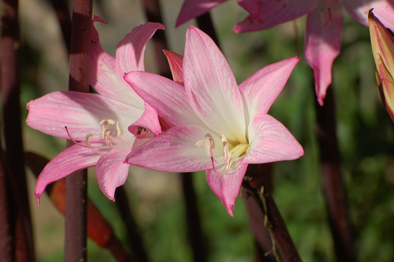 lilies flowers pink free photo