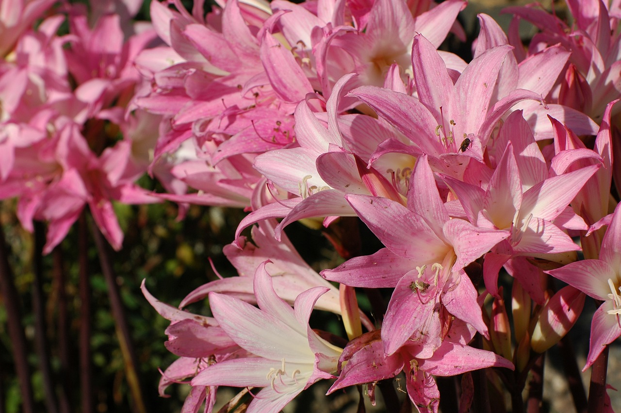 lilies flowers pink free photo