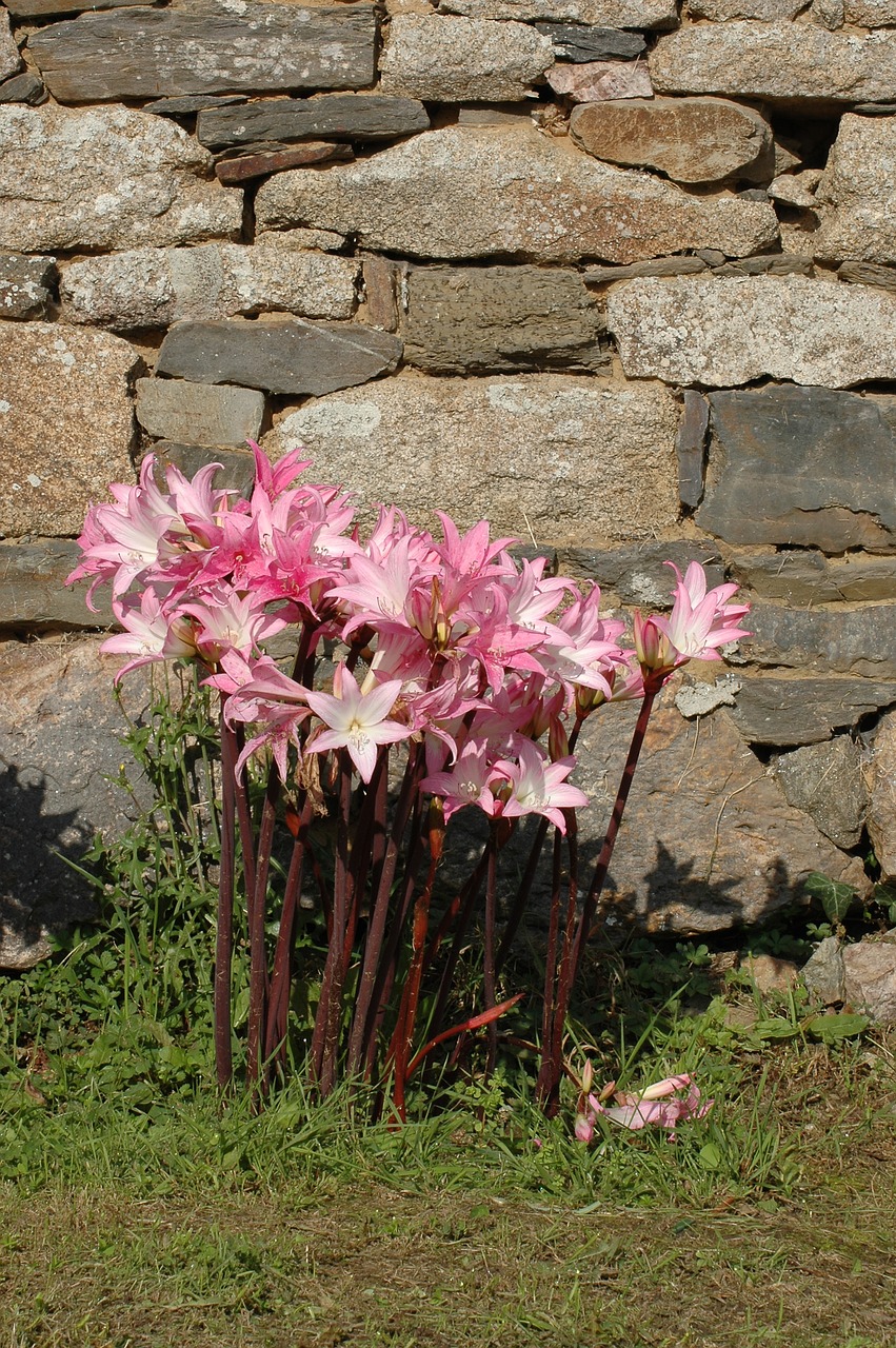 lilies flowers pink free photo