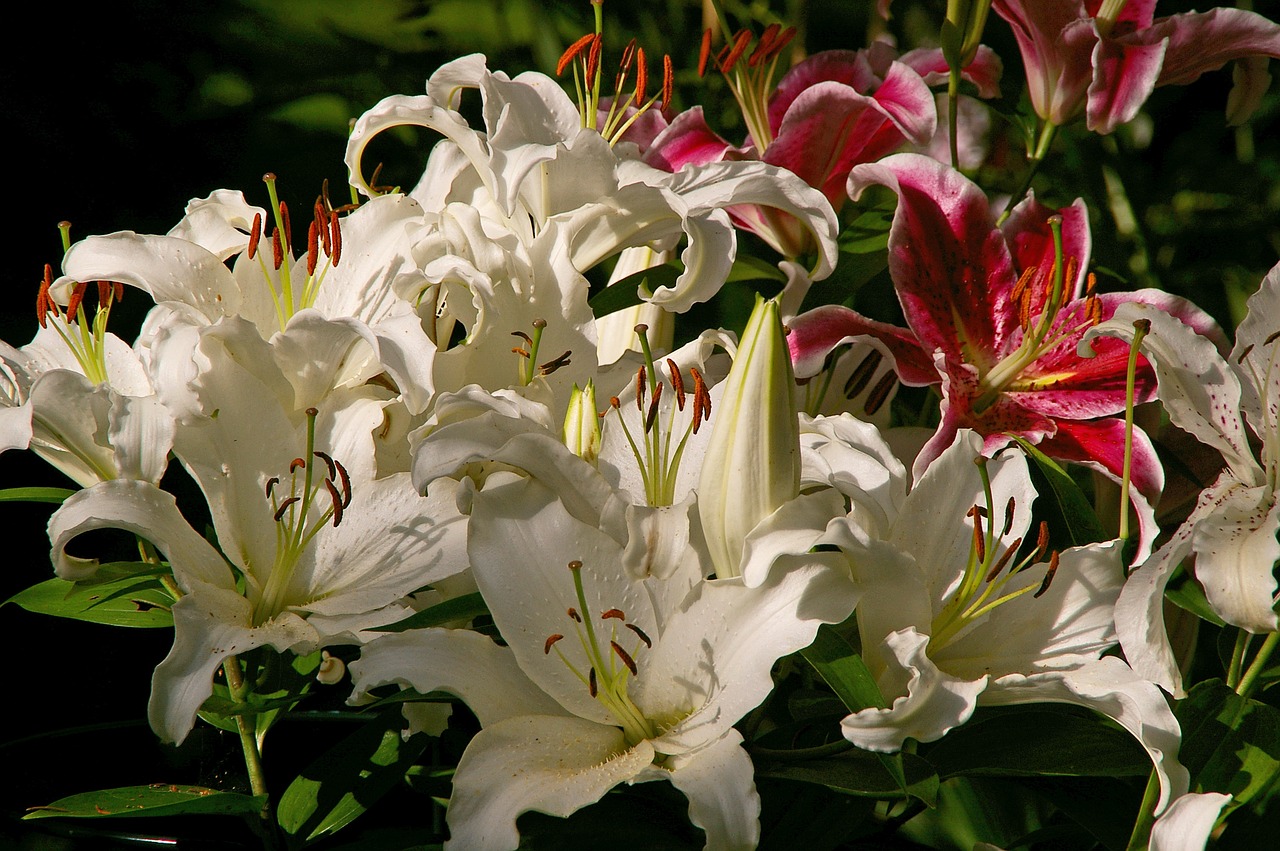 lilies flowers blossomed free photo