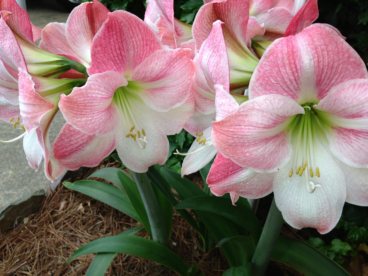 lilies flowers spring free photo