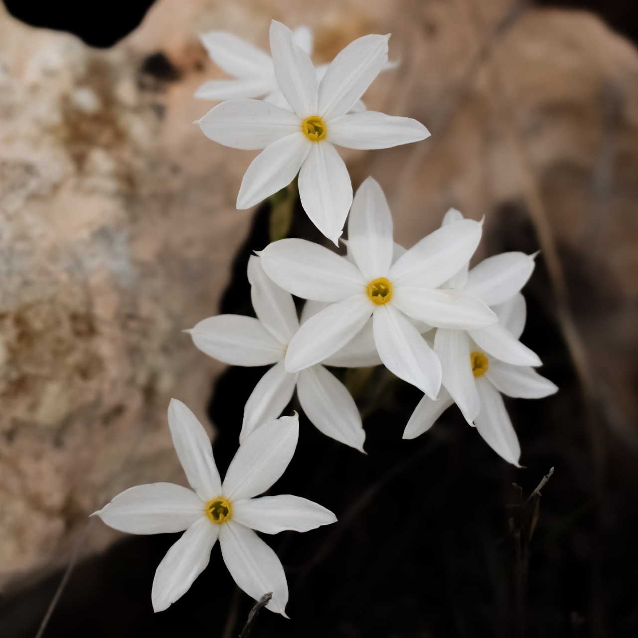 lilies flowers blossom free photo