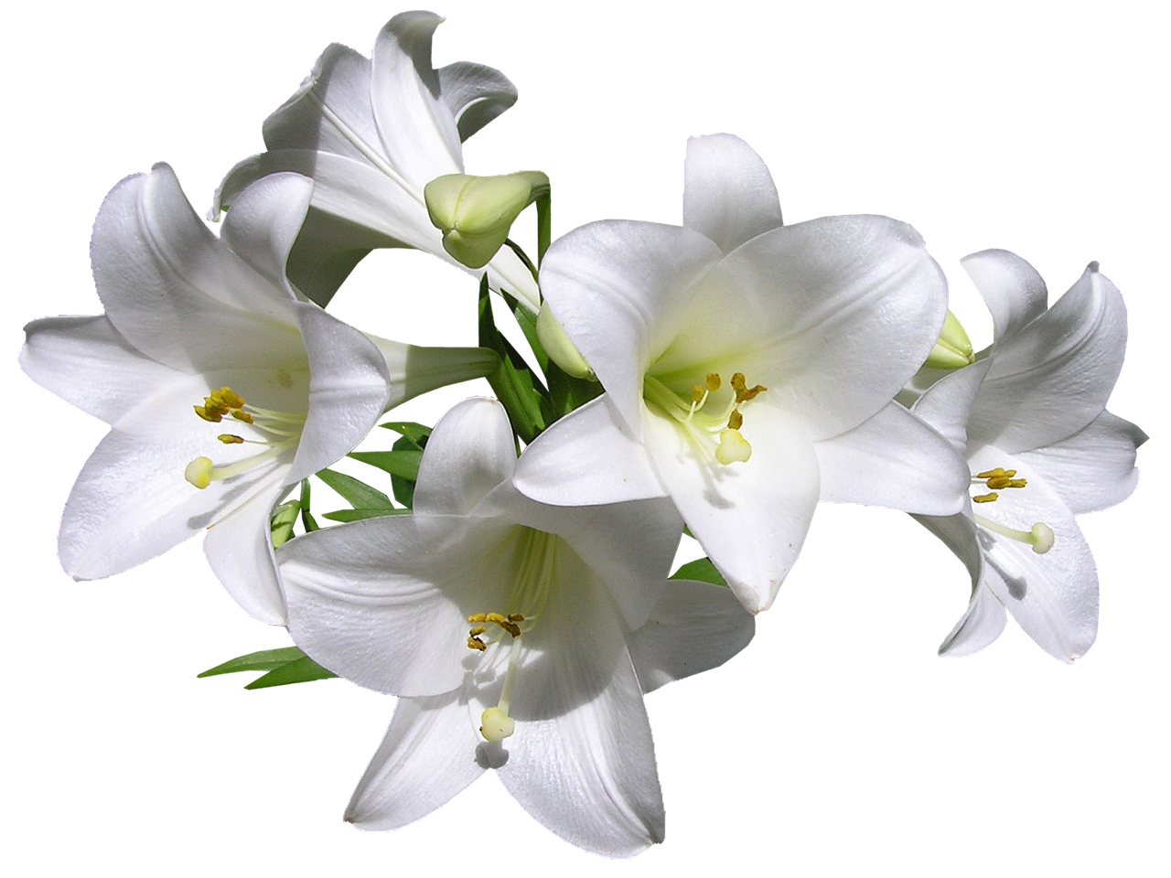 lilies white flowers free photo