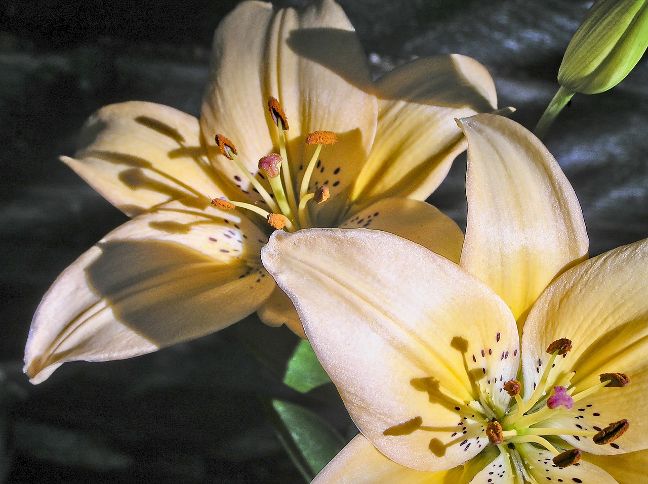 lilies  asiatic  flower free photo