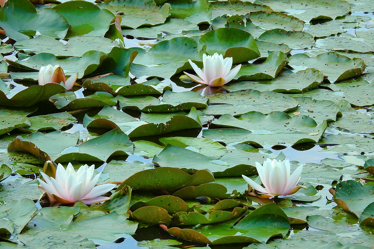 lilies  lake  nature free photo