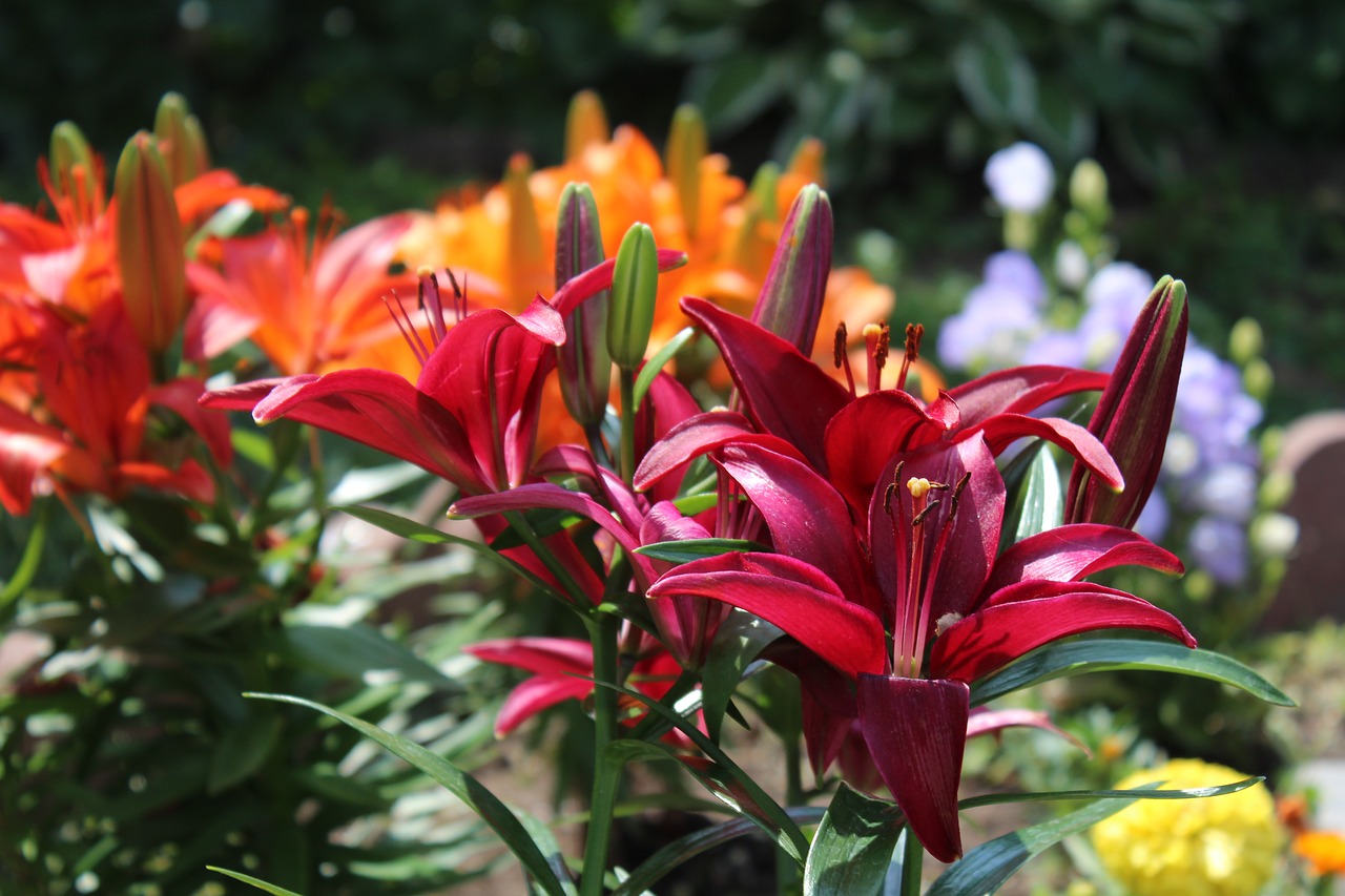 lilies  flowers  spring free photo