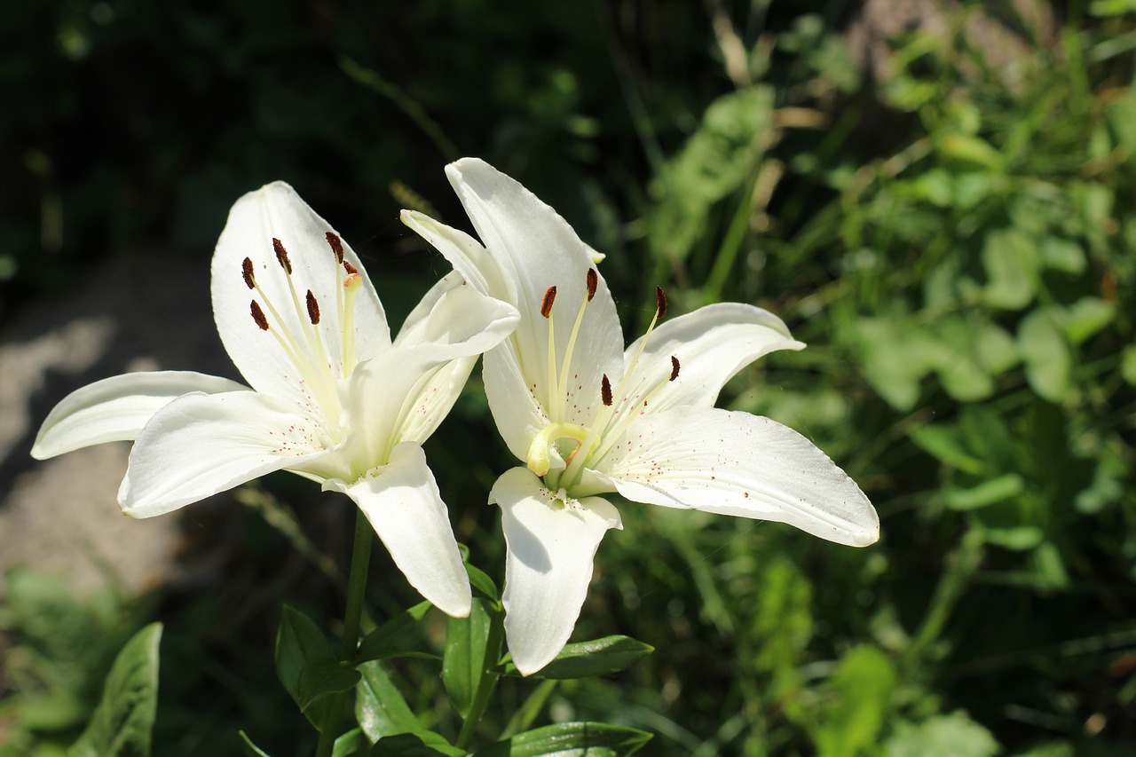 lilies  lily  white flowers free photo